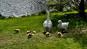 New goslings at Sullivan's Pond